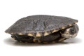 Chelodina gunaleni small form juvenil